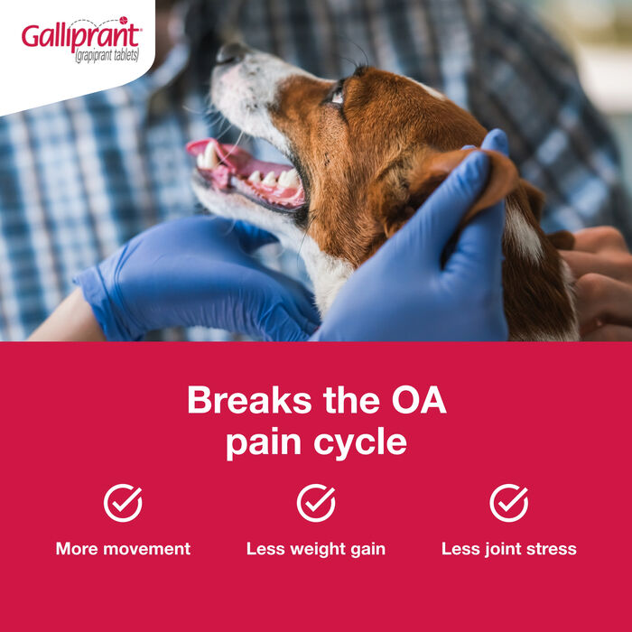 Bundle: Galliprant + Greenies - Joint Health Bundle for Dogs product detail number 1.0
