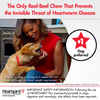 Bundle: Nexgard + Heartgard Plus - Flea, Tick, & Heartworm Prevention Bundle for Dogs