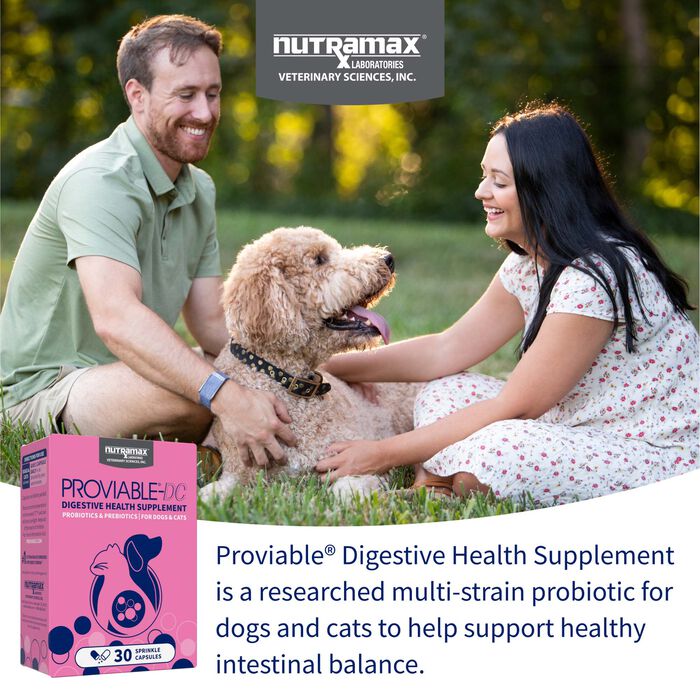 Bundle: Nutramax Proviable + Welactin - Digestive & Skin Support Bundle for Dogs product detail number 1.0