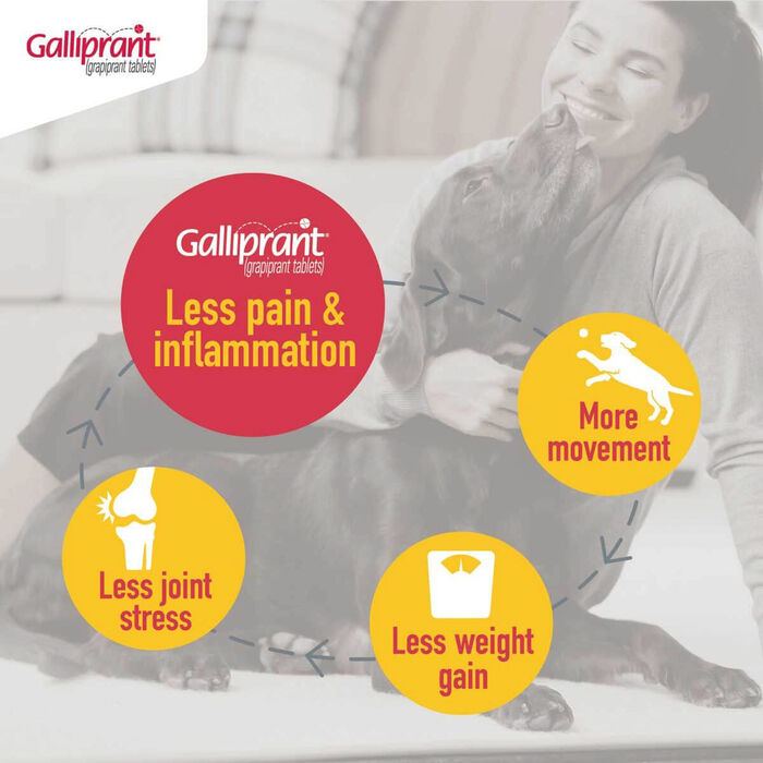 Bundle: Galliprant + Greenies - Joint Health Bundle for Dogs product detail number 1.0