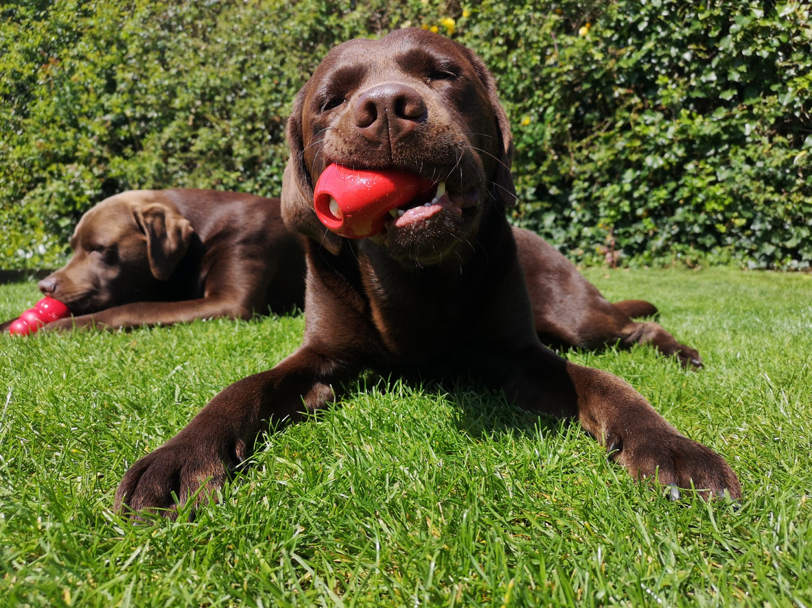 Two brown Labrador Retrievers enjoying Kong toys stuffed with frozen fruit puree on a hot day Two brown Labrador Retrievers enjoying Kong toys stuffed with frozen fruit puree on a hot day