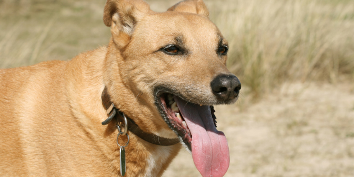 Why is my dog panting Why is my dog panting