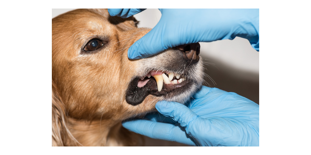 Is Dry Food Better For Pet’s Dental Health Is Dry Food Better For Pet’s Dental Health