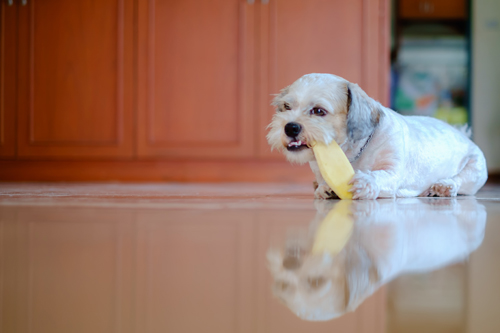 Small, white dog laying down chowing down on a piece of mango Small, white dog laying down chowing down on a piece of mango