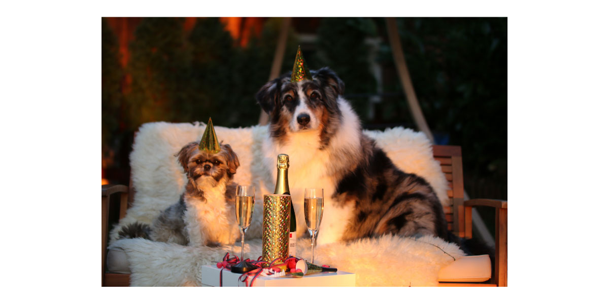 Pet parent resolutions Pet parent resolutions