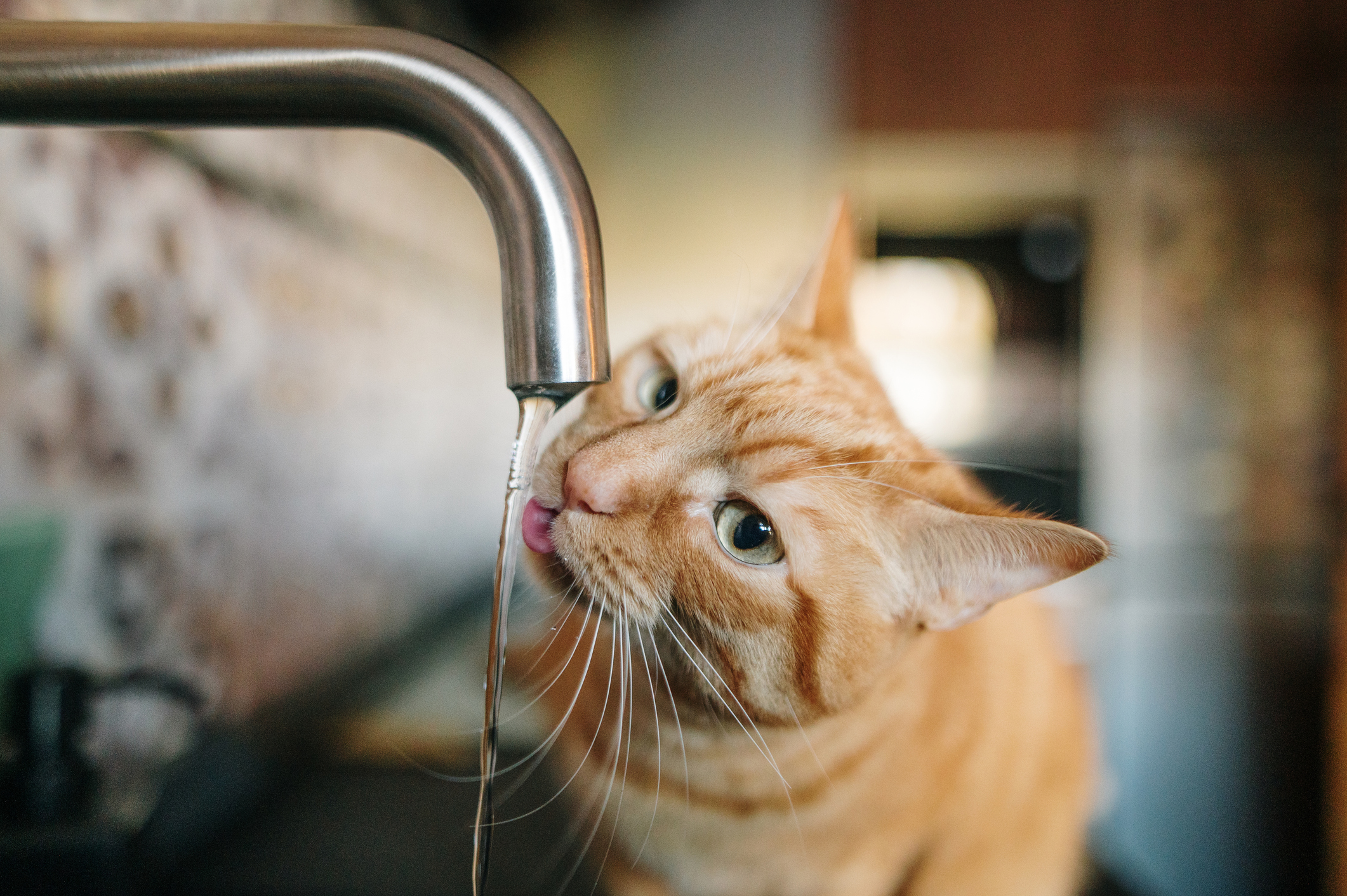 Ginger tabby with green eyes drinks water flowing from a kitchen tap Ginger tabby with green eyes drinks water flowing from a kitchen tap