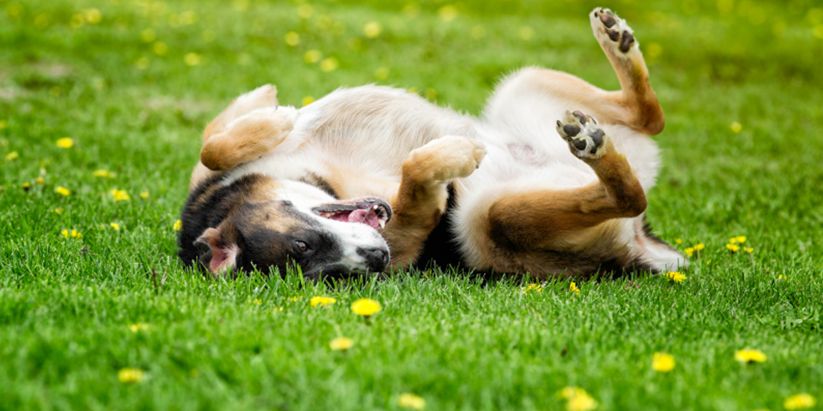 Why roll in poop Why roll in poop