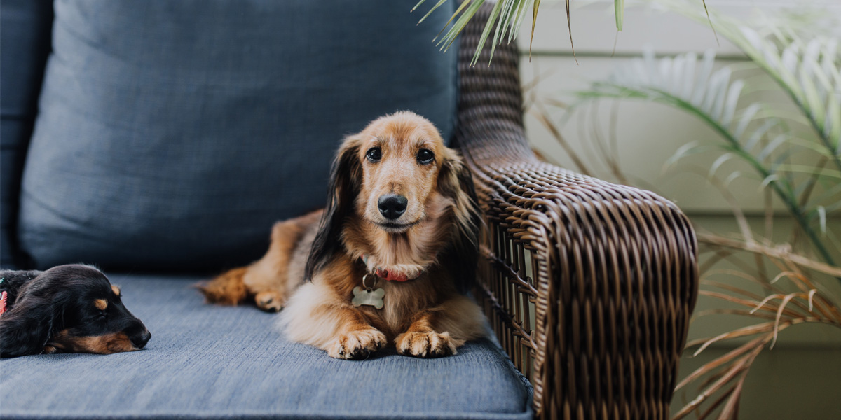 All about IVDD All about IVDD