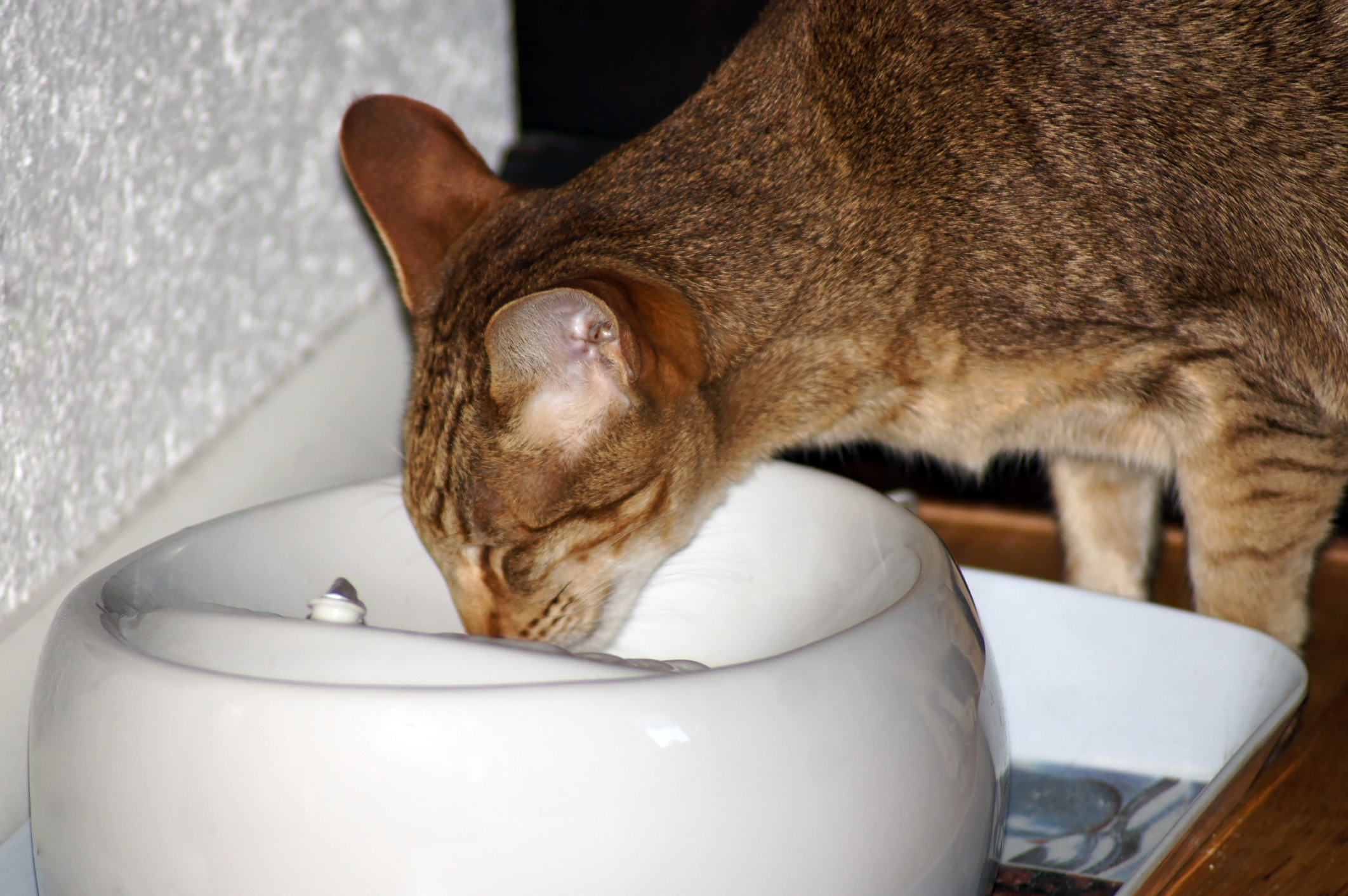 Tabby drinks out of a cat water fountain to stay hydrated Tabby drinks out of a cat water fountain to stay hydrated