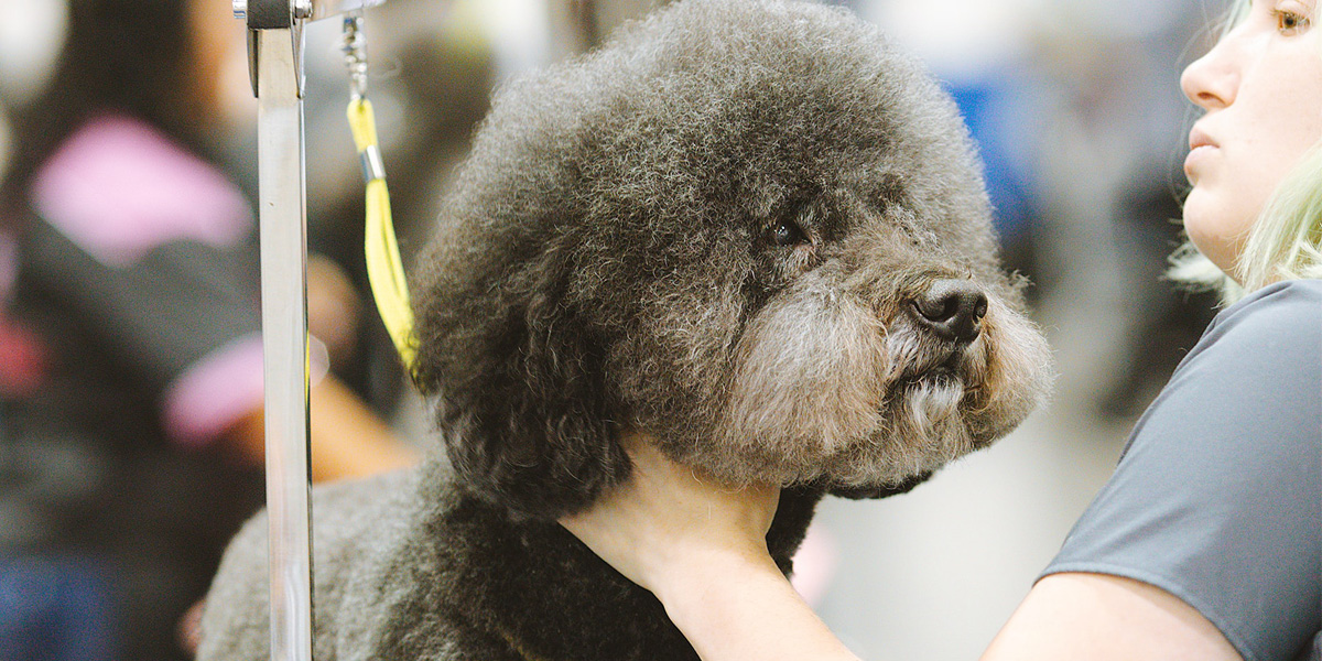 Dog being brushed Dog being brushed