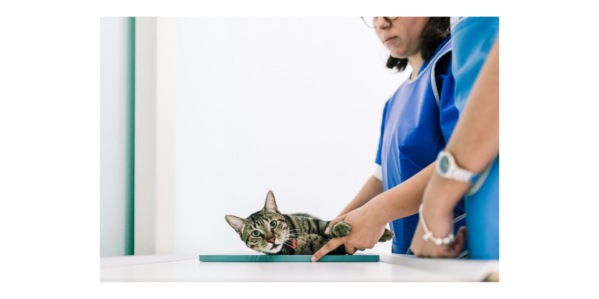 Should pet get tested Should pet get tested