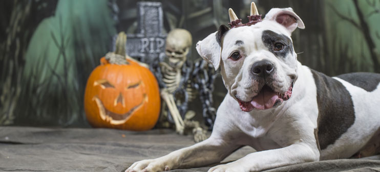 Halloween can be a fun time for you and your pet - just remember these safety tips! Halloween can be a fun time for you and your pet - just remember these safety tips!