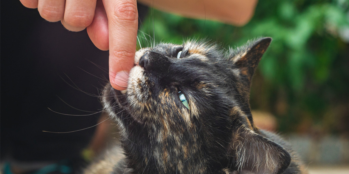 Why doe my cat bite me Why does my cat bite me