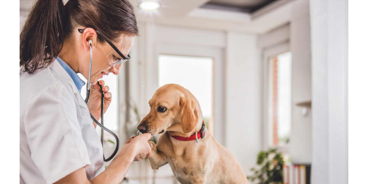 Why see vet after covid Why see vet after covid