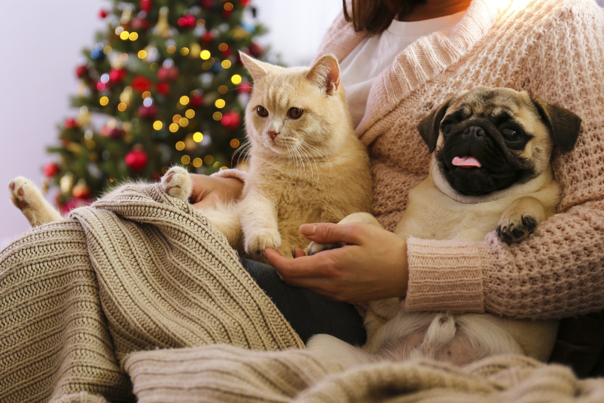 Pug and orange cat cuddling in pet parent’s lap in front of a Christmas tree Pug and orange cat cuddling in pet parent’s lap in front of a Christmas tree