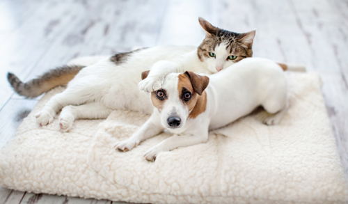 Cute small white dog and cat share a white fluffy bed Cute small white dog and cat share a white fluffy bed