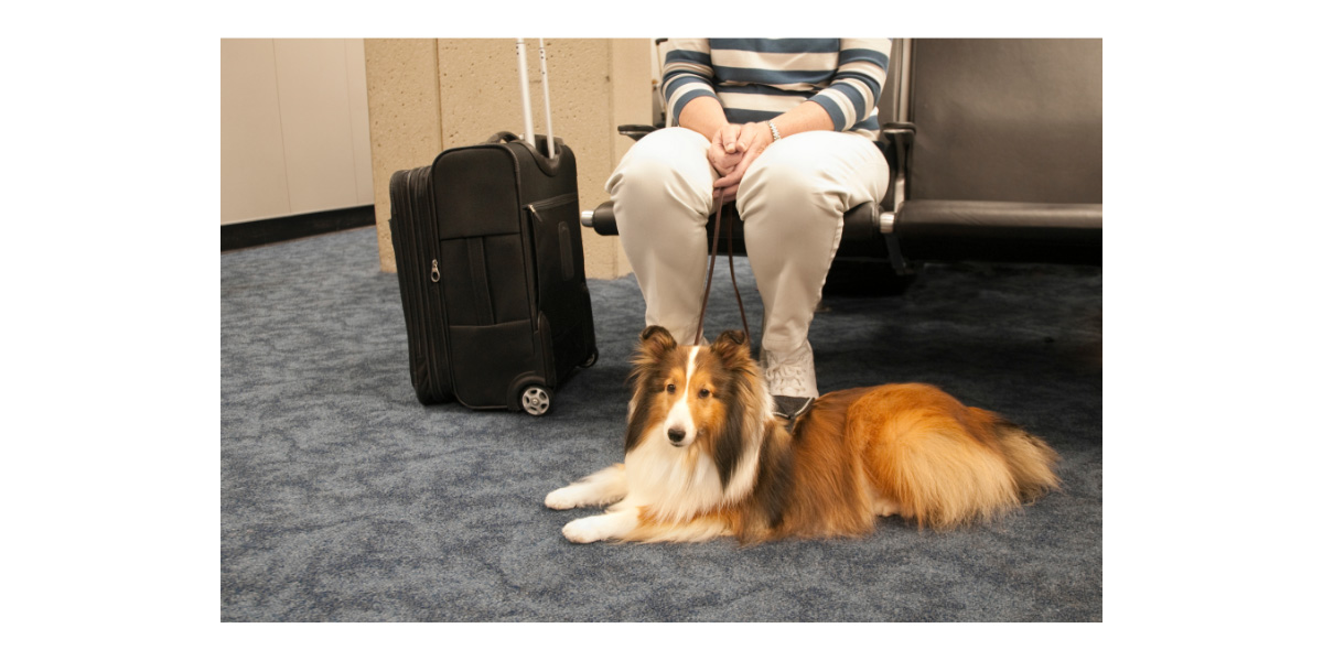 Vacation with pets Vacation with pets