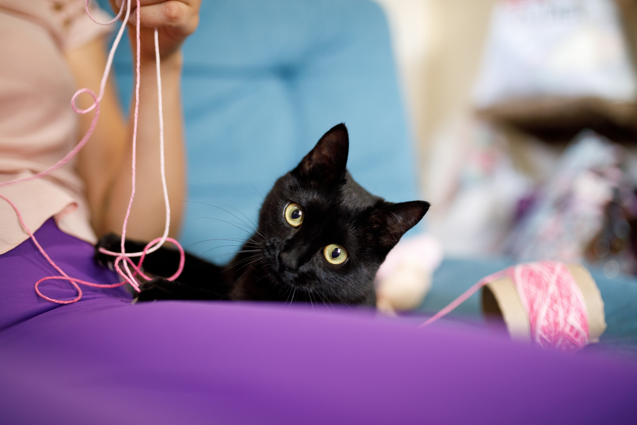 Black cat sits in lap and plays with yarn for Craft For Your Shelter Day Black cat sits in lap and plays with yarn for Craft For Your Shelter Day