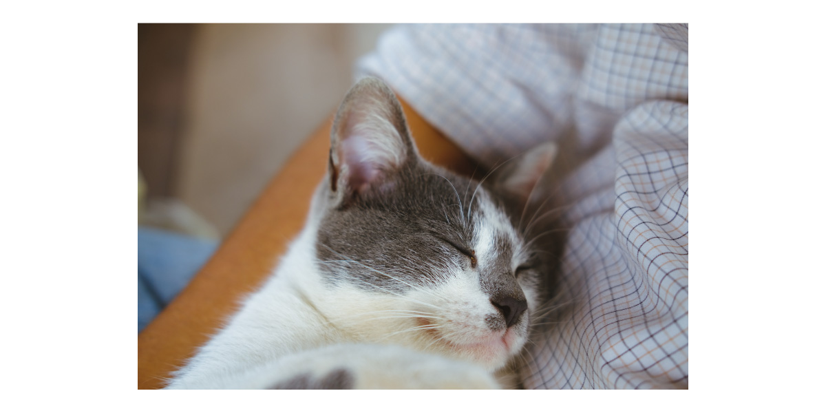 Why does cat sleep on me Why does cat sleep on me