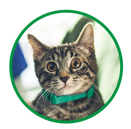 Safe for kittens