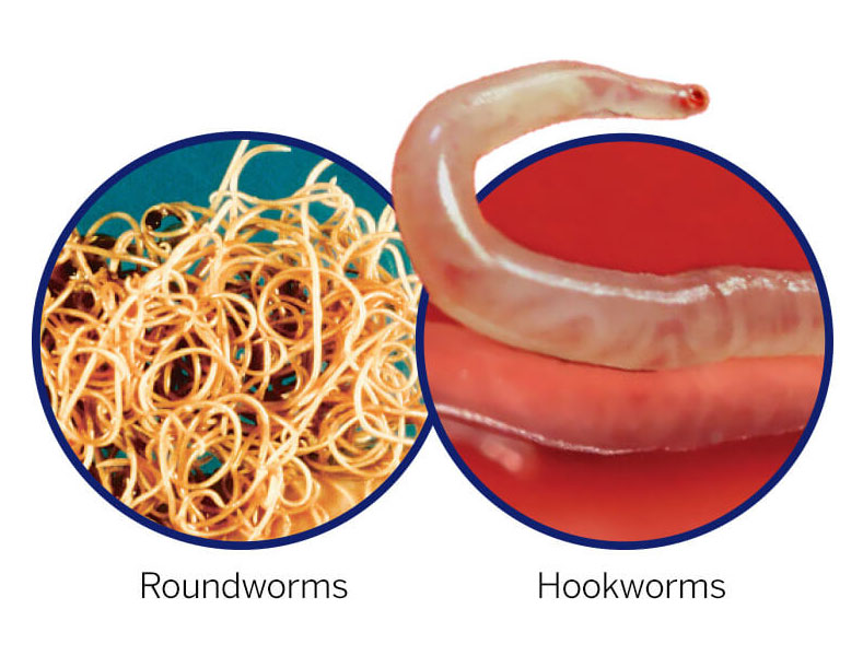 Roundworms and hookworms in dogs